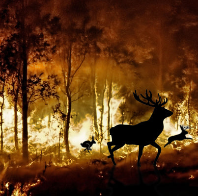 fire